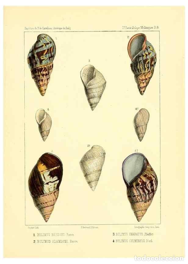 Coleccionismo de Revistas y Peri&oacute;dicos: Reproducci&oacute;n/Reproduction 49814709897: Exp&eacute;dition dans les parties centrales de l'Am&eacute;rique du Sud. P