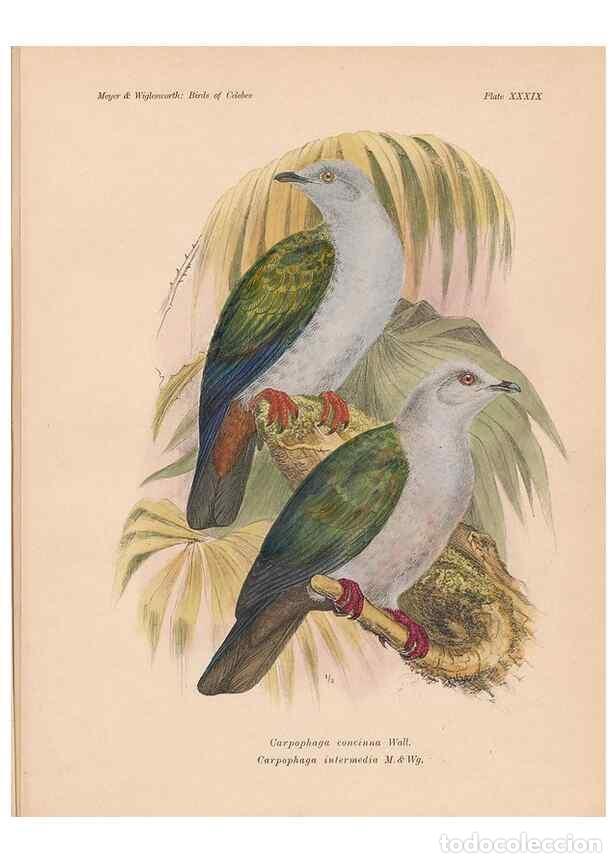 Coleccionismo de Revistas y Peri&oacute;dicos: Reproducci&oacute;n/Reproduction 49814182433: The birds of Celebes and the neighbouring islands /. Berlin :