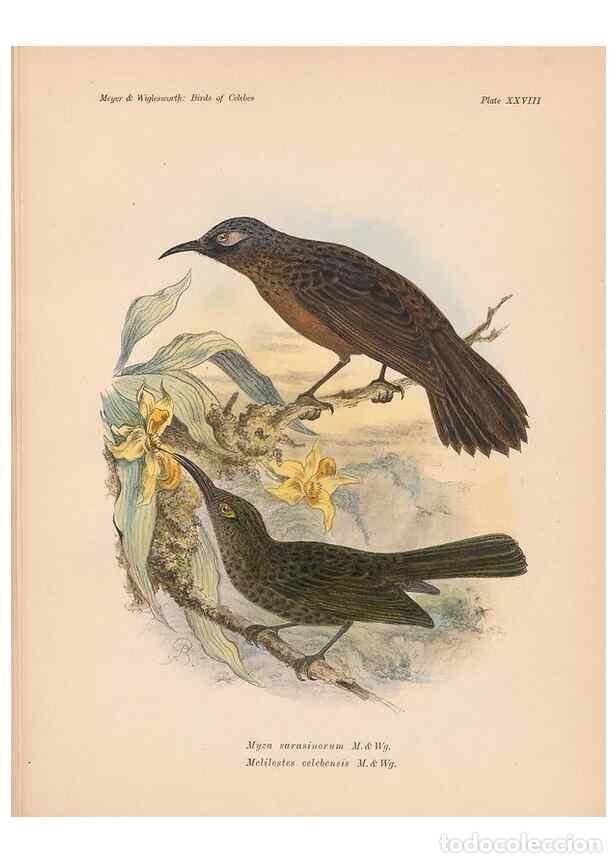 Coleccionismo de Revistas y Peri&oacute;dicos: Reproducci&oacute;n/Reproduction 49815028552: The birds of Celebes and the neighbouring islands /. Berlin :