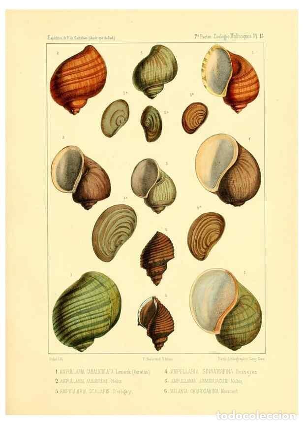 Coleccionismo de Revistas y Peri&oacute;dicos: Reproducci&oacute;n/Reproduction 49814402161: Exp&eacute;dition dans les parties centrales de l'Am&eacute;rique du Sud. P