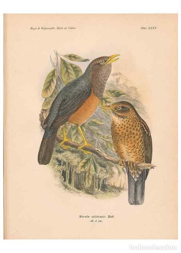 Coleccionismo de Revistas y Peri&oacute;dicos: Reproducci&oacute;n/Reproduction 49814721511: The birds of Celebes and the neighbouring islands /. Berlin :