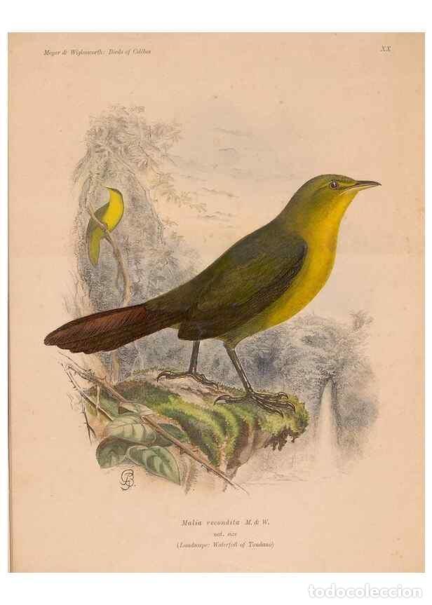 Coleccionismo de Revistas y Peri&oacute;dicos: Reproducci&oacute;n/Reproduction 49815029667: The birds of Celebes and the neighbouring islands /. Berlin :