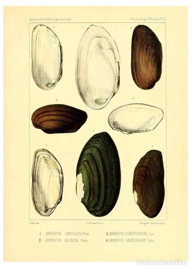 Coleccionismo de Revistas y Peri&oacute;dicos: Reproducci&oacute;n/Reproduction 49813866198: Exp&eacute;dition dans les parties centrales de l'Am&eacute;rique du Sud. P