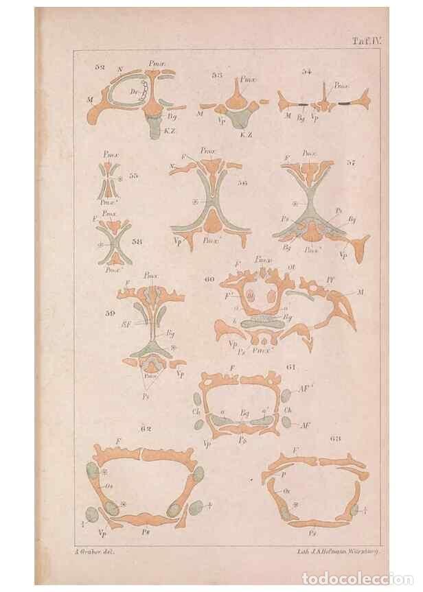 Coleccionismo de Revistas y Peri&oacute;dicos: Reproducci&oacute;n/Reproduction 49814315563: Das kopfskelet der urodelen;. Leipzig,W. Engelmann,1877.. - W