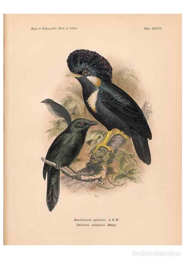 Coleccionismo de Revistas y Peri&oacute;dicos: Reproducci&oacute;n/Reproduction 49815030407: The birds of Celebes and the neighbouring islands /. Berlin :