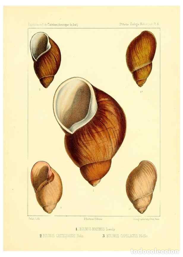 Coleccionismo de Revistas y Peri&oacute;dicos: Reproducci&oacute;n/Reproduction 49813862503: Exp&eacute;dition dans les parties centrales de l'Am&eacute;rique du Sud. P