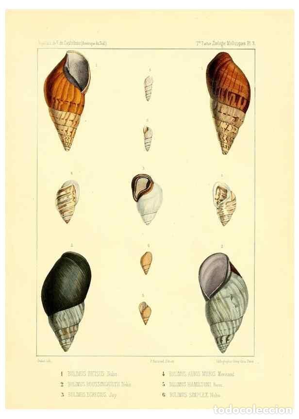 Coleccionismo de Revistas y Peri&oacute;dicos: Reproducci&oacute;n/Reproduction 49813863858: Exp&eacute;dition dans les parties centrales de l'Am&eacute;rique du Sud. P