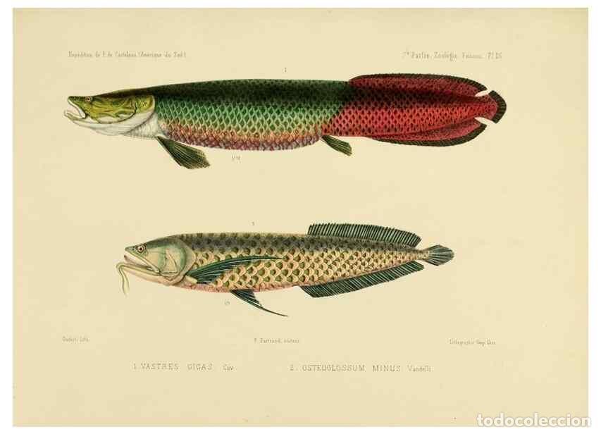 Coleccionismo de Revistas y Peri&oacute;dicos: Reproducci&oacute;n/Reproduction 49814600797: Exp&eacute;dition dans les parties centrales de l'Am&eacute;rique du Sud. P