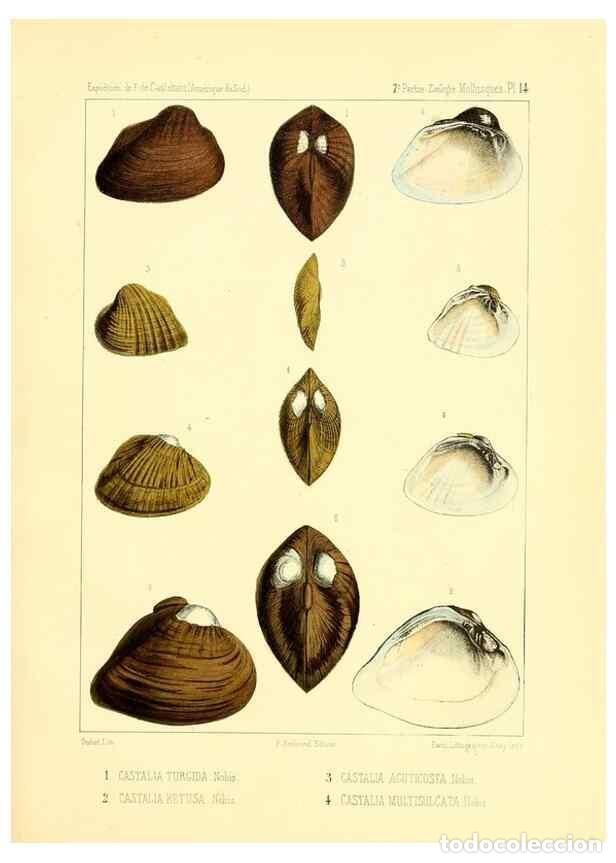 Coleccionismo de Revistas y Peri&oacute;dicos: Reproducci&oacute;n/Reproduction 49813865138: Exp&eacute;dition dans les parties centrales de l'Am&eacute;rique du Sud. P