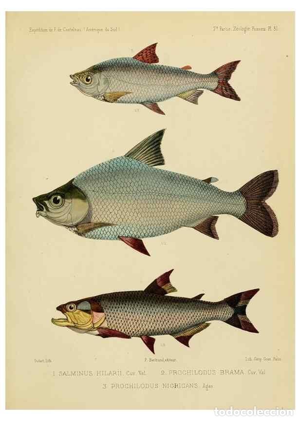 Coleccionismo de Revistas y Peri&oacute;dicos: Reproducci&oacute;n/Reproduction 49813756213: Exp&eacute;dition dans les parties centrales de l'Am&eacute;rique du Sud. P