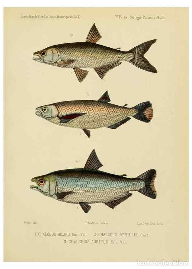 Coleccionismo de Revistas y Peri&oacute;dicos: Reproducci&oacute;n/Reproduction 49814604037: Exp&eacute;dition dans les parties centrales de l'Am&eacute;rique du Sud. P