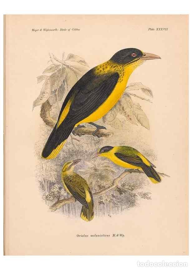 Coleccionismo de Revistas y Peri&oacute;dicos: Reproducci&oacute;n/Reproduction 49814182038: The birds of Celebes and the neighbouring islands /. Berlin :