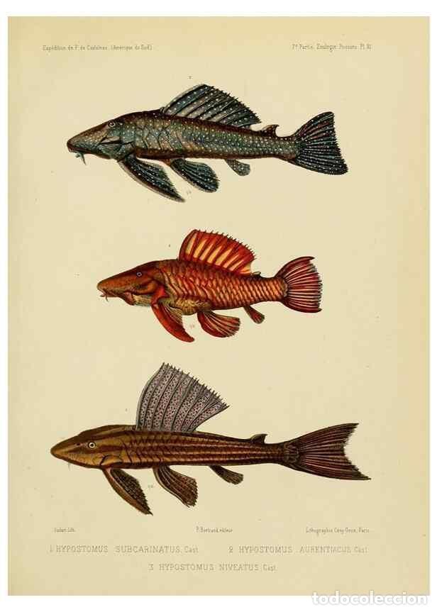 Coleccionismo de Revistas y Peri&oacute;dicos: Reproducci&oacute;n/Reproduction 49813753328: Exp&eacute;dition dans les parties centrales de l'Am&eacute;rique du Sud. P