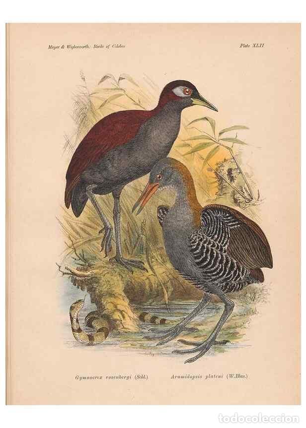 Coleccionismo de Revistas y Peri&oacute;dicos: Reproducci&oacute;n/Reproduction 49814723036: The birds of Celebes and the neighbouring islands /. Berlin :