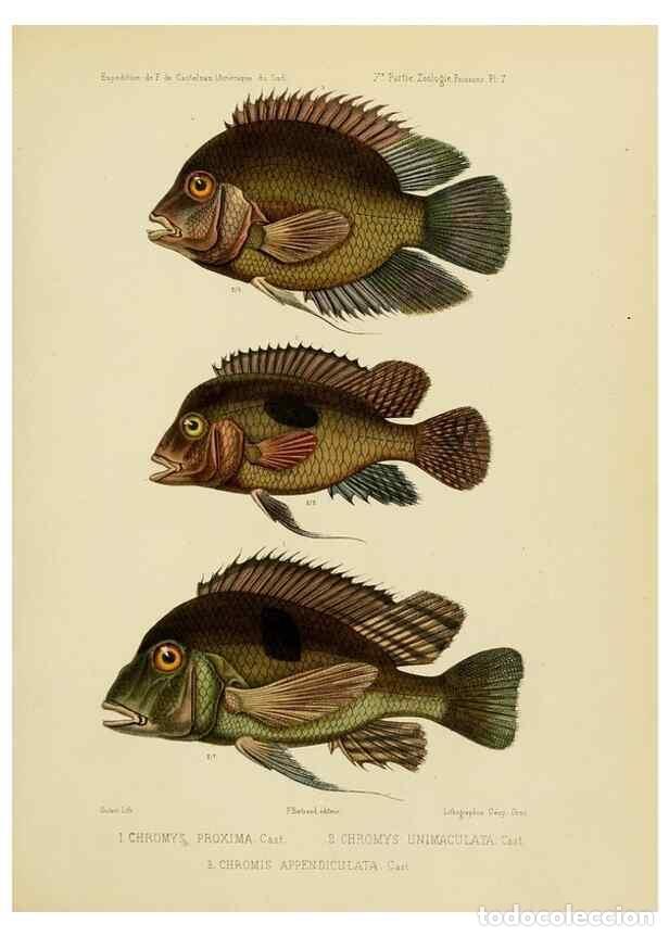 Coleccionismo de Revistas y Peri&oacute;dicos: Reproducci&oacute;n/Reproduction 49813749028: Exp&eacute;dition dans les parties centrales de l'Am&eacute;rique du Sud. P