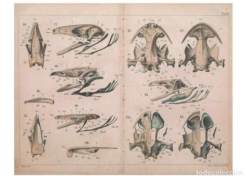 Coleccionismo de Revistas y Peri&oacute;dicos: Reproducci&oacute;n/Reproduction 49815164032: Das kopfskelet der urodelen;. Leipzig,W. Engelmann,1877.. - W