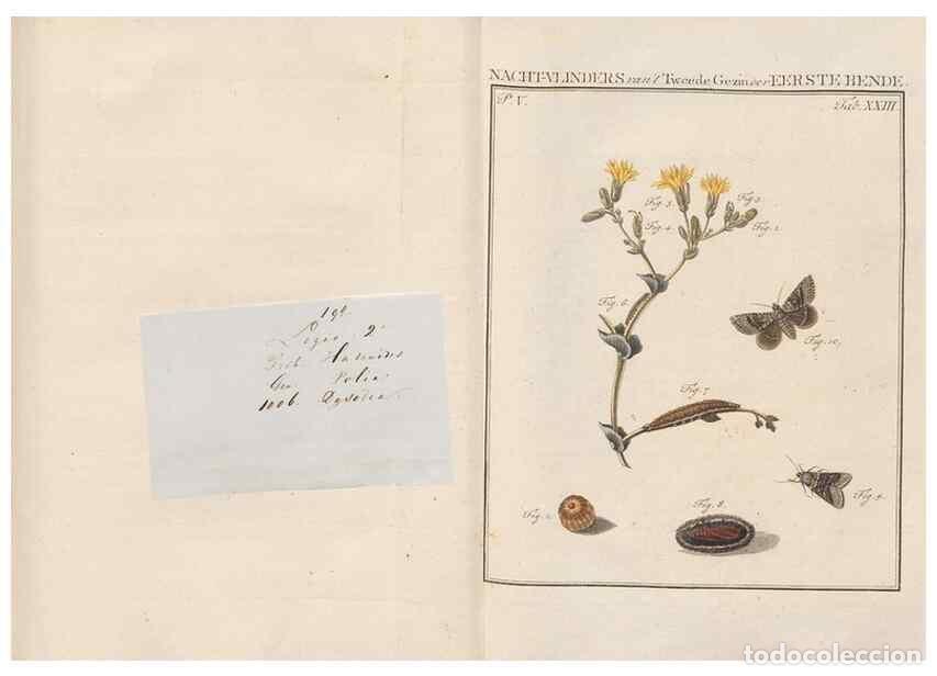 Collezionismo di Riviste e Giornali: Reproducci&oacute;n/Reproduction 49817008511: Beschouwing der wonderen Gods, in de minstgeachte schepzelen