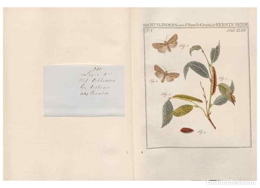 Collezionismo di Riviste e Giornali: Reproducci&oacute;n/Reproduction 49816479843: Beschouwing der wonderen Gods, in de minstgeachte schepzelen