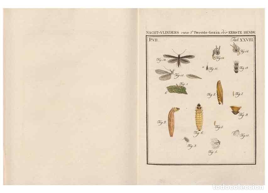 Collezionismo di Riviste e Giornali: Reproducci&oacute;n/Reproduction 49817383552: Beschouwing der wonderen Gods, in de minstgeachte schepzelen