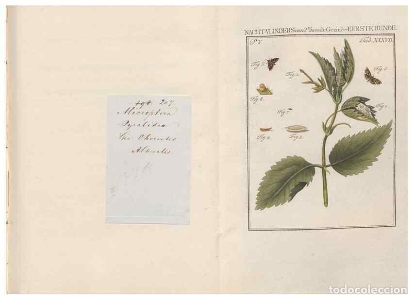 Collezionismo di Riviste e Giornali: Reproducci&oacute;n/Reproduction 49817319037: Beschouwing der wonderen Gods, in de minstgeachte schepzelen