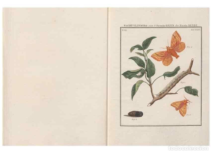 Collezionismo di Riviste e Giornali: Reproducci&oacute;n/Reproduction 49816540948: Beschouwing der wonderen Gods, in de minstgeachte schepzelen