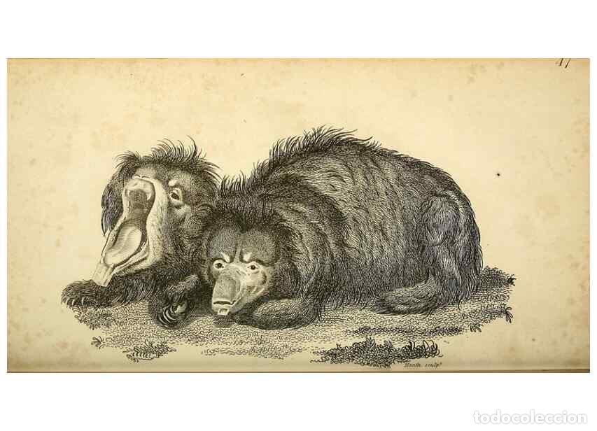 Collezionismo di Riviste e Giornali: Reproducci&oacute;n/Reproduction 49826735037: General zoology, or Systematic natural history. London,Printe