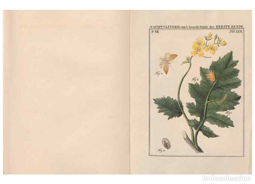 Collezionismo di Riviste e Giornali: Reproducci&oacute;n/Reproduction 49817384127: Beschouwing der wonderen Gods, in de minstgeachte schepzelen