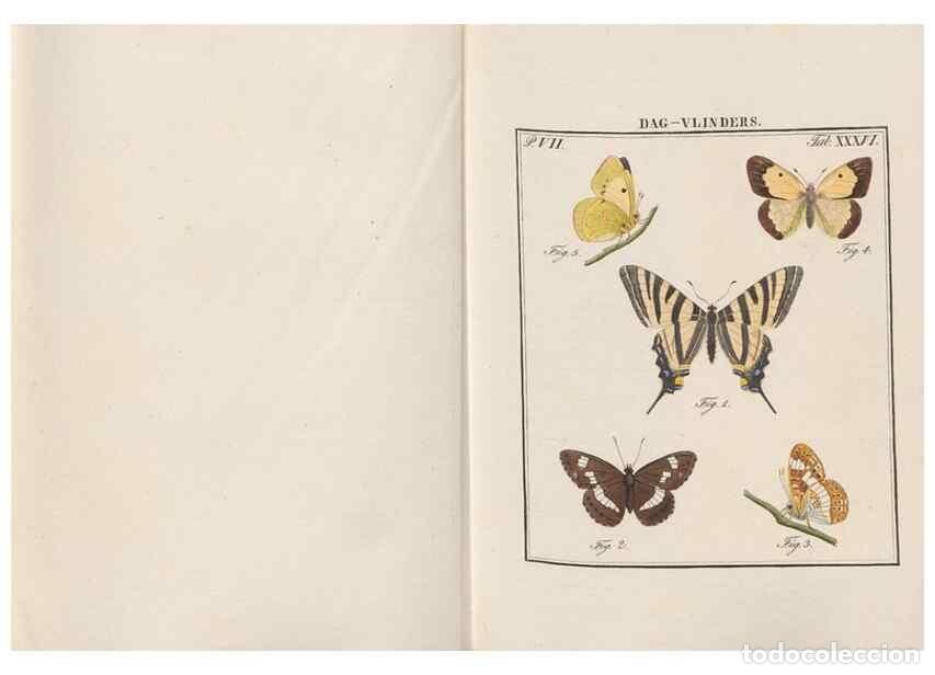 Collezionismo di Riviste e Giornali: Reproducci&oacute;n/Reproduction 49817385157: Beschouwing der wonderen Gods, in de minstgeachte schepzelen