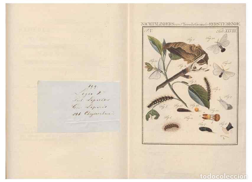 Collezionismo di Riviste e Giornali: Reproducci&oacute;n/Reproduction 49817009446: Beschouwing der wonderen Gods, in de minstgeachte schepzelen