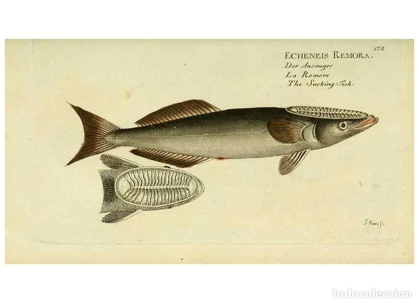 Collezionismo di Riviste e Giornali: Reproducci&oacute;n/Reproduction 49826304082: D. Marcus Elieser Bloch's, aus&uuml;benden Arztes zu Berlin ... Oe