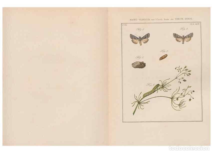 Sammeln von Zeitschriften und Zeitungen: Reproducci&oacute;n/Reproduction 49817386907: Beschouwing der wonderen Gods, in de minstgeachte schepzelen