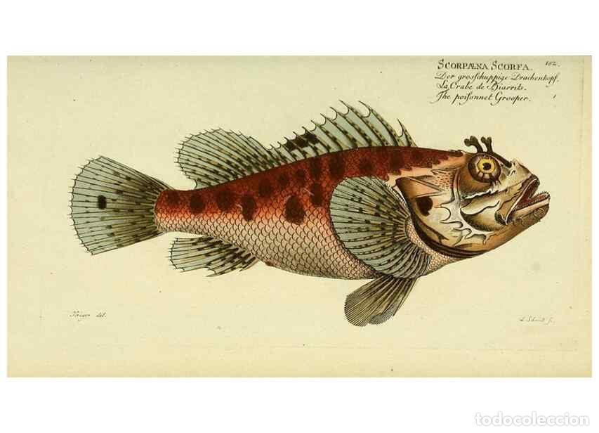 Sammeln von Zeitschriften und Zeitungen: Reproducci&oacute;n/Reproduction 49826308812: D. Marcus Elieser Bloch's, aus&uuml;benden Arztes zu Berlin ... Oe