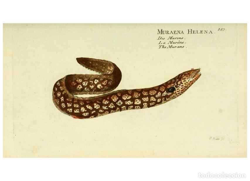 Sammeln von Zeitschriften und Zeitungen: Reproducci&oacute;n/Reproduction 49825978221: D. Marcus Elieser Bloch's, aus&uuml;benden Arztes zu Berlin ... Oe