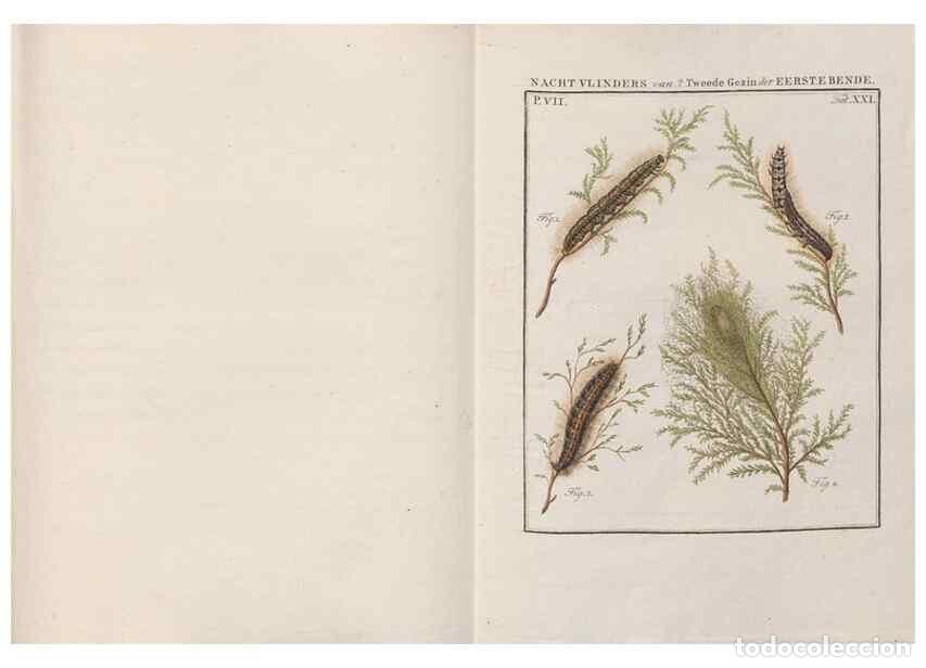 Sammeln von Zeitschriften und Zeitungen: Reproducci&oacute;n/Reproduction 49816540628: Beschouwing der wonderen Gods, in de minstgeachte schepzelen