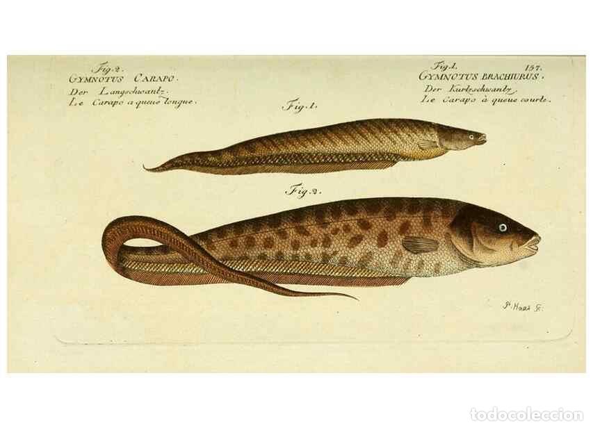 Sammeln von Zeitschriften und Zeitungen: Reproducci&oacute;n/Reproduction 49825447143: D. Marcus Elieser Bloch's, aus&uuml;benden Arztes zu Berlin ... Oe