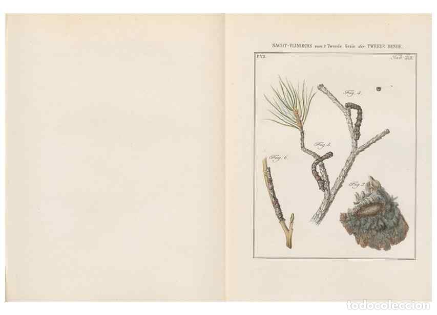 Sammeln von Zeitschriften und Zeitungen: Reproducci&oacute;n/Reproduction 49816544703: Beschouwing der wonderen Gods, in de minstgeachte schepzelen