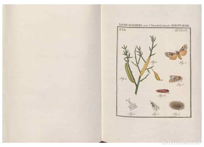 Sammeln von Zeitschriften und Zeitungen: Reproducci&oacute;n/Reproduction 49817077191: Beschouwing der wonderen Gods, in de minstgeachte schepzelen