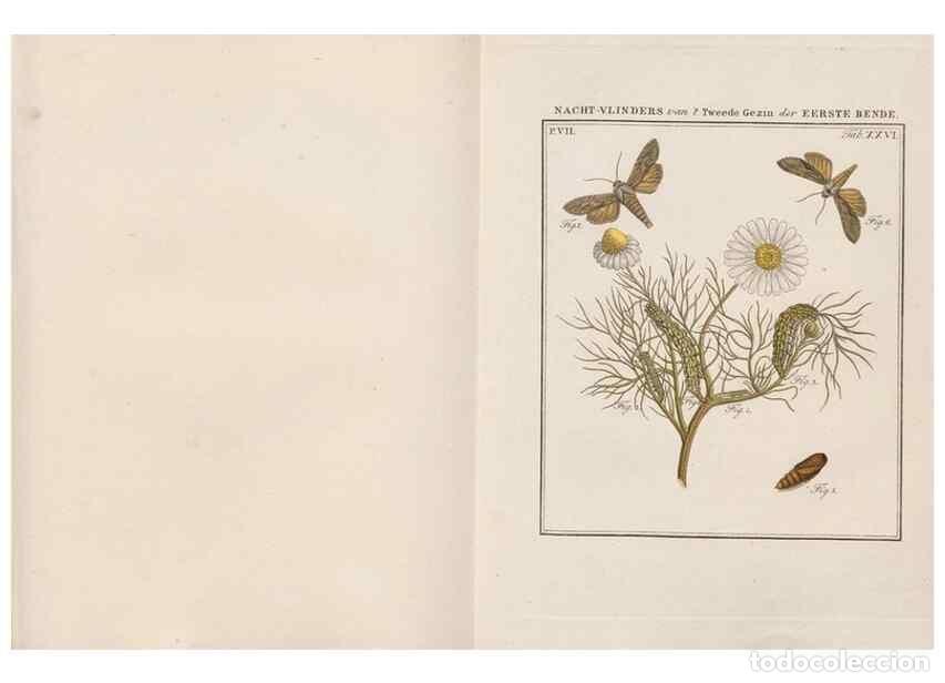 Sammeln von Zeitschriften und Zeitungen: Reproducci&oacute;n/Reproduction 49817383177: Beschouwing der wonderen Gods, in de minstgeachte schepzelen