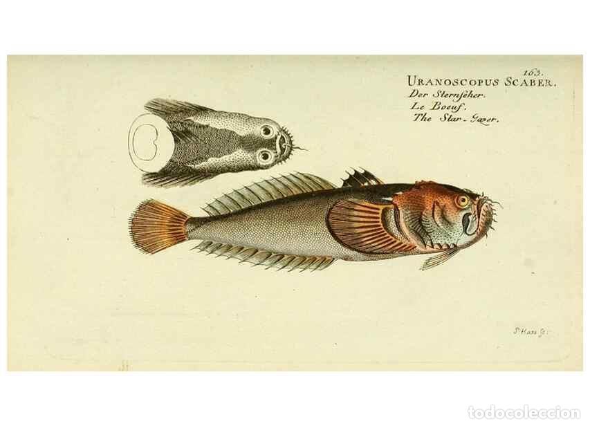 Sammeln von Zeitschriften und Zeitungen: Reproducci&oacute;n/Reproduction 49825983046: D. Marcus Elieser Bloch's, aus&uuml;benden Arztes zu Berlin ... Oe