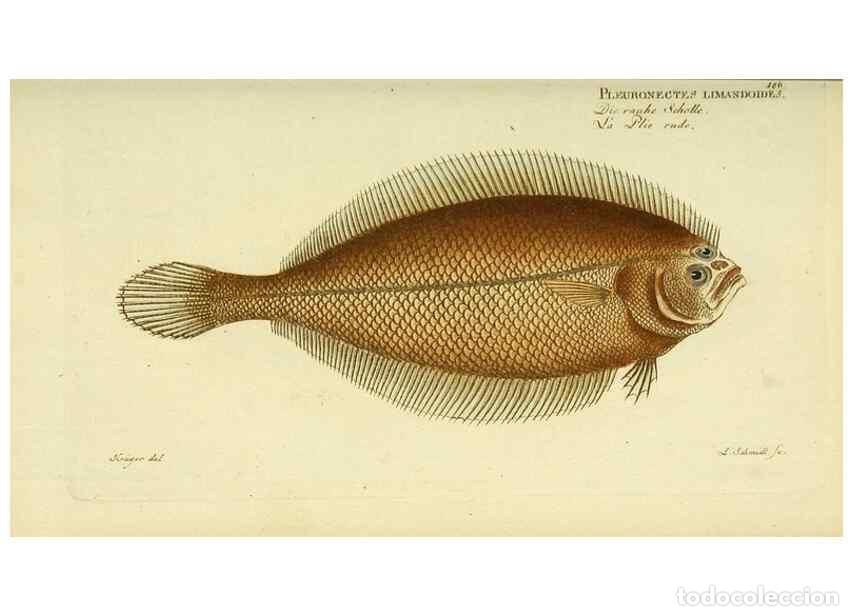 Sammeln von Zeitschriften und Zeitungen: Reproducci&oacute;n/Reproduction 49825460033: D. Marcus Elieser Bloch's, aus&uuml;benden Arztes zu Berlin ... Oe