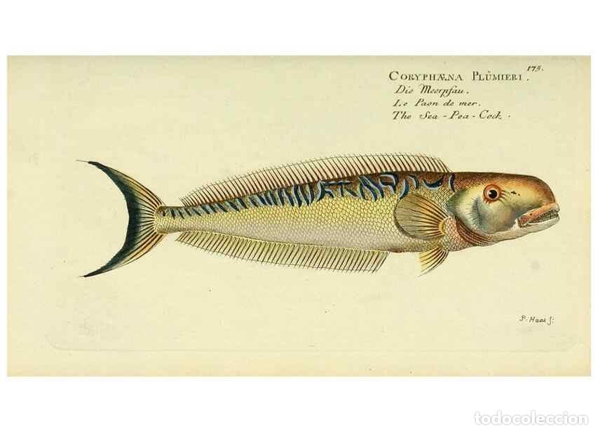 Sammeln von Zeitschriften und Zeitungen: Reproducci&oacute;n/Reproduction 49825987756: D. Marcus Elieser Bloch's, aus&uuml;benden Arztes zu Berlin ... Oe