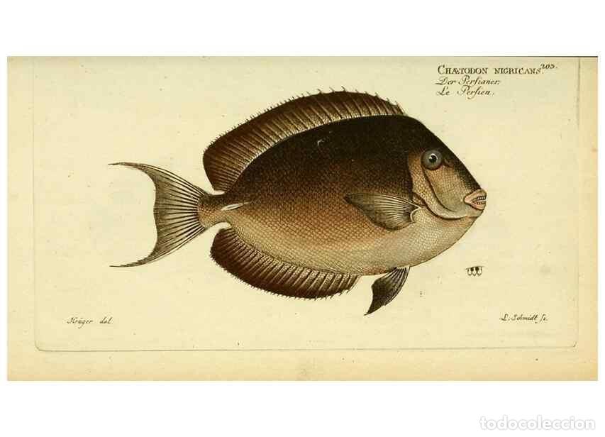 Collezionismo di Riviste e Giornali: Reproducci&oacute;n/Reproduction 49825999731: D. Marcus Elieser Bloch's, aus&uuml;benden Arztes zu Berlin ... Oe