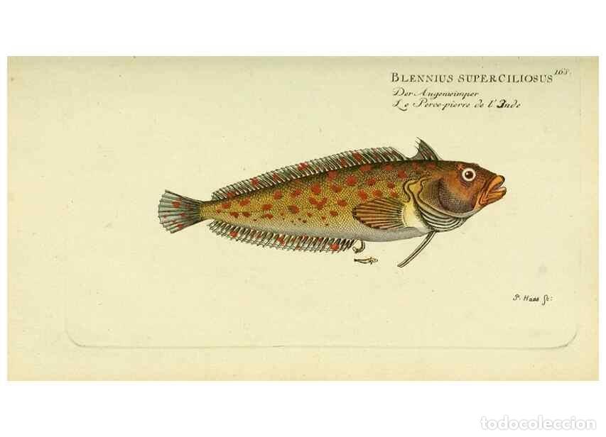 Collezionismo di Riviste e Giornali: Reproducci&oacute;n/Reproduction 49825451983: D. Marcus Elieser Bloch's, aus&uuml;benden Arztes zu Berlin ... Oe