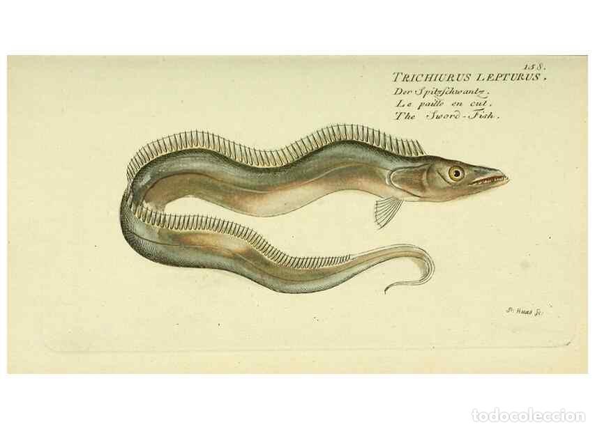 Collezionismo di Riviste e Giornali: Reproducci&oacute;n/Reproduction 49825980851: D. Marcus Elieser Bloch's, aus&uuml;benden Arztes zu Berlin ... Oe