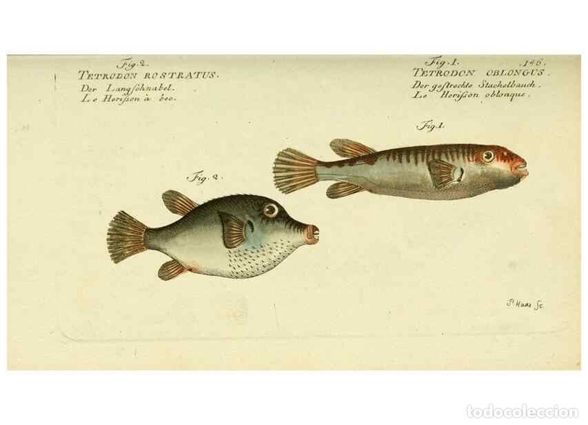 Collezionismo di Riviste e Giornali: Reproducci&oacute;n/Reproduction 49825442223: D. Marcus Elieser Bloch's, aus&uuml;benden Arztes zu Berlin ... Oe