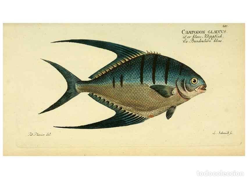 Collezionismo di Riviste e Giornali: Reproducci&oacute;n/Reproduction 49826320257: D. Marcus Elieser Bloch's, aus&uuml;benden Arztes zu Berlin ... Oe