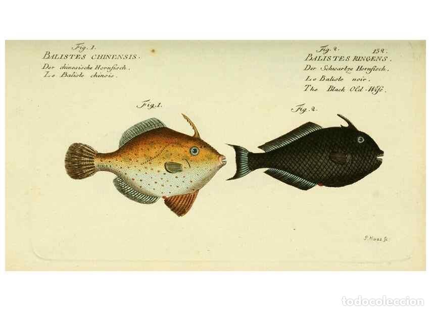 Collezionismo di Riviste e Giornali: Reproducci&oacute;n/Reproduction 49825977916: D. Marcus Elieser Bloch's, aus&uuml;benden Arztes zu Berlin ... Oe