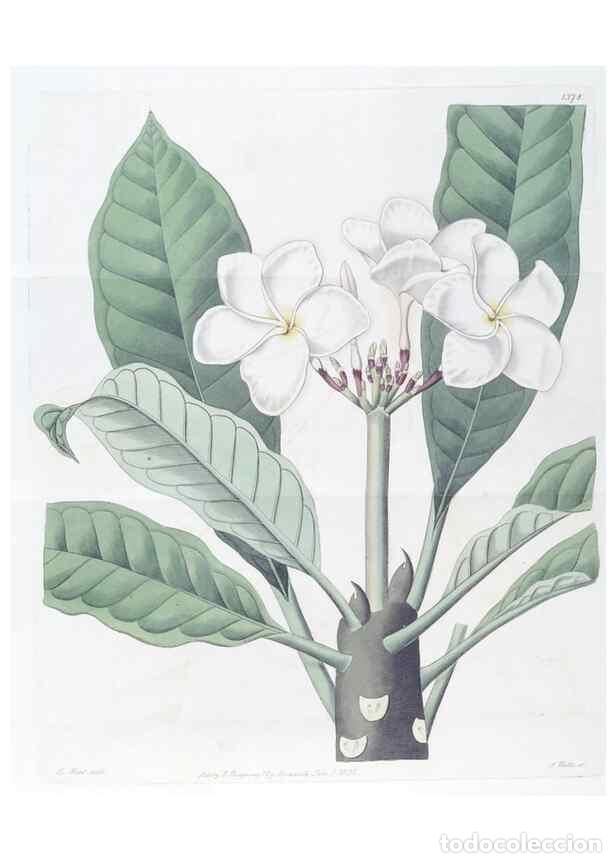 Collezionismo di Riviste e Giornali: Reproducci&oacute;n/Reproduction 49824812328: Edwards's botanical register.. London :James Ridgway,1829-184