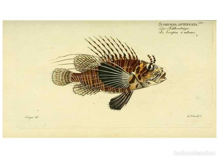 Collezionismo di Riviste e Giornali: Reproducci&oacute;n/Reproduction 49825992561: D. Marcus Elieser Bloch's, aus&uuml;benden Arztes zu Berlin ... Oe