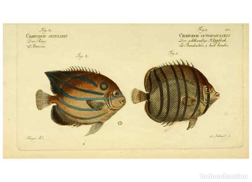 Collezionismo di Riviste e Giornali: Reproducci&oacute;n/Reproduction 49826003756: D. Marcus Elieser Bloch's, aus&uuml;benden Arztes zu Berlin ... Oe